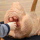Image for article titled Transgenic Sculptures Imagine the Fruits of Genetic Manipulation